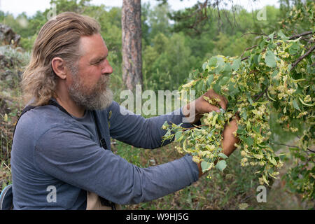 An elderly bearded man vomits, picks linden flowers from a tree. Harvesting herbs.  green alternative medicine Stock Photo