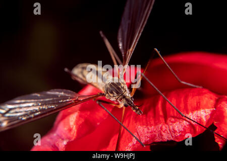 Crane fly on a red flower leaf Stock Photo