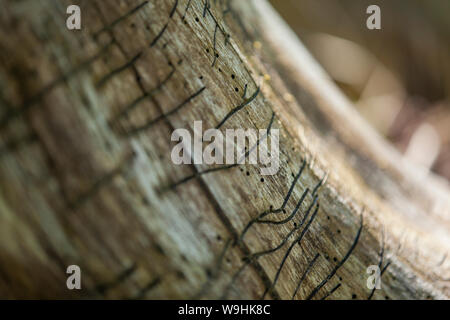 woodworm trace on a bark in a soft backlight Stock Photo