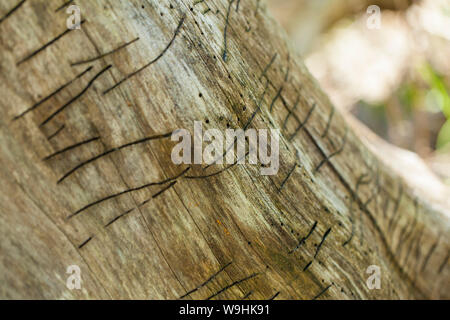 woodworm trace on a bark in a soft backlight Stock Photo