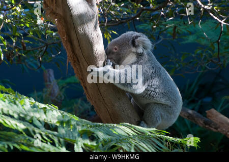 Sydney Australia, native australian koala clinging to tree branch Stock Photo