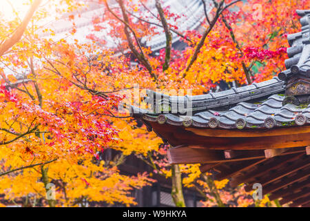 Japan in Autumn red maple tree in Temple at Kyoto Stock Photo