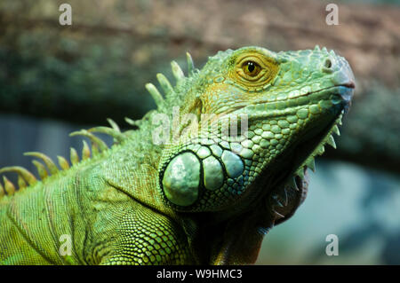 Sydney Australia, face of a green iguana