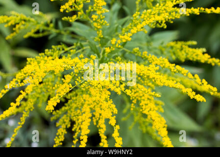 Solidago canadensis Canada goldenrod yellow flowers closeup Stock Photo