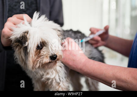 Doctor giving injection to a sick dog Stock Photo