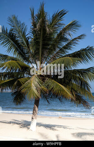 Beach with palms at TTC Resort, South China Sea, Ninh Thuan,Vietnam, Asia, 30074576 Stock Photo
