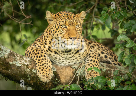 Leopard lies on lichen-covered branch looking right Stock Photo