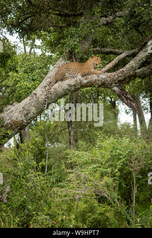 Leopard lies on lichen-covered tree facing right Stock Photo