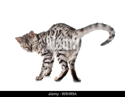 bengal cat in heat in front of white background Stock Photo