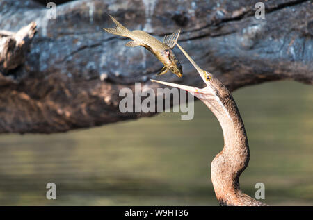 African darter catches a fish on the Zambezi River, Africa, in a dramatic wildlife feeding moment. Stock Photo