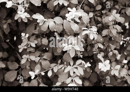 Beautiful black and white leaves wall background texture on sunny day for design or architect Stock Photo