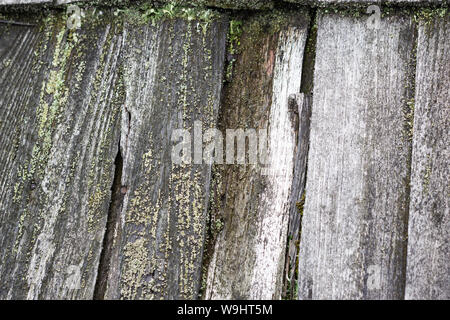 Background of old wooden moss covered wooden boards Stock Photo