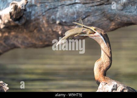 African darter catches a fish on the Zambezi River in Africa, a dramatic wildlife feeding moment. Stock Photo