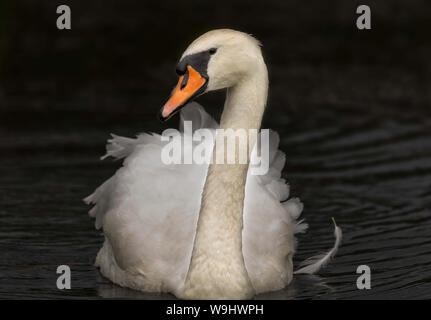 Feathers falling off hi-res stock photography and images - Alamy