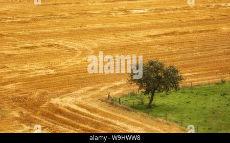 Solitary tree in corner of grassy field surrounded by a wheat field with tractor lines producing swirly patterns in the field landscape Stock Photo