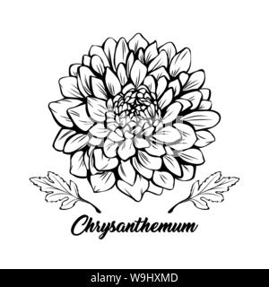 Chrysanthemum black and white vector illustration. Beautiful golden daisy flower, elegant blooming bud decorative freehand drawing. Botany, floristry banner design element with calligraphy Stock Vector