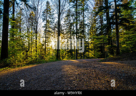 Germany, Black forest hiking trail through endless woodland nature landscape perfect for recovering Stock Photo