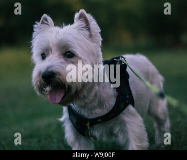 Cute West Highland White Terrier puppy  - Westie, Westy Dog Stock Photo