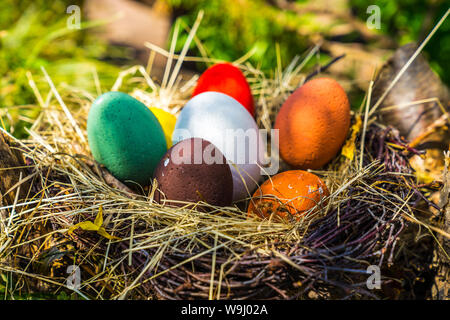 Painted colorful eggs in nest hidden in garden in easter tradition Stock Photo