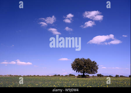 Europe, Iberia, Spain, Andalusia, Purullena, landscape with tree, 30074302 *** Local Caption ***  Europe, Iberia, Spain, Spanish, Southern, Andalusia, Stock Photo