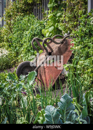 Rusty old wheelbarrow in allotment vegetable patch Stock Photo