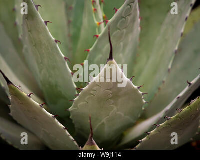 Agave Parryi Stock Photo