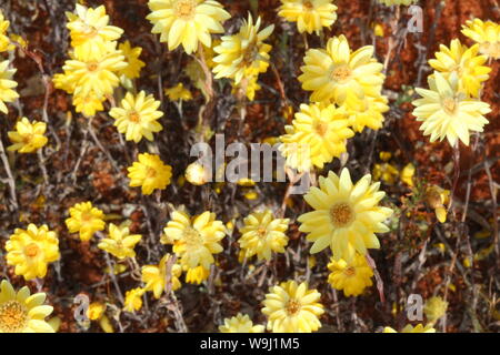 Yellow Paper Daisies Background Desert After Rain Stock Photo