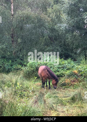 A rainy day on the heath, ponies looking miserable. Labradors dogs playing with large stick and rainbow umbrella upside down in the stream. Credit Suzanne McGowan / Alamy News Stock Photo