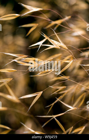Stipa gigantea or golden oats grass plant blowing in the wind at the Sussex Prairie Gardens Stock Photo