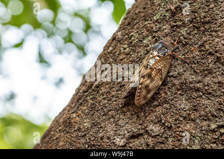 Large brown cicada ( Graptopsaltria nigrofuscata ), Setagaya-Ku, Tokyo, Japan Stock Photo