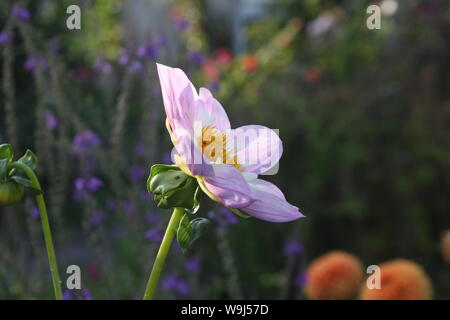 A single pink dahlia in the garden with a yellow center Stock Photo