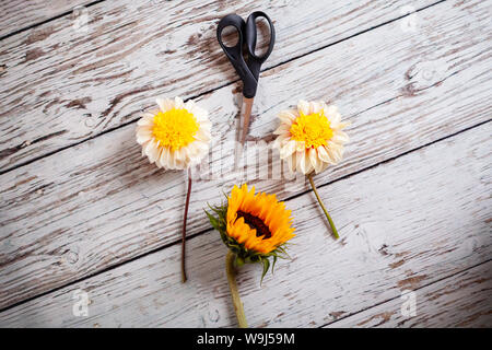 Dahlias, sunflower and scissors ready for flower arranging on a white wooden table Stock Photo