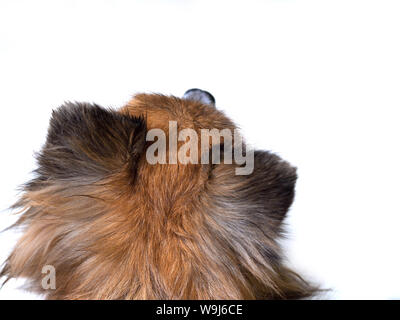 Brown dog head looking for, Top view, Dog on white background, close-up dog from behind view, in Thailand, copy space. Stock Photo