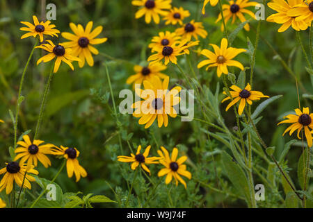 Black-eyed Susan growing in northern Wisconsin. Stock Photo