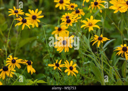 Black-eyed Susan growing in northern Wisconsin. Stock Photo