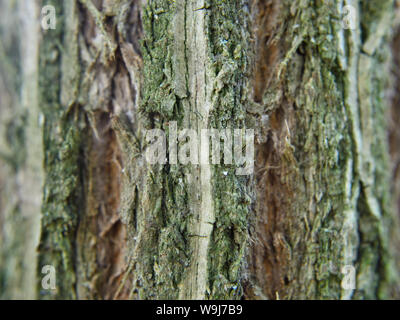 Close up of furrowed bark of a European elder, Sambucus nigra Stock Photo