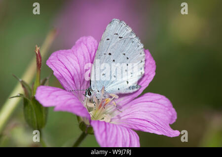 Holly blue butterfly, Celastrina argiolus, feeding on cranesbill geranium, Sussex, August, Stock Photo