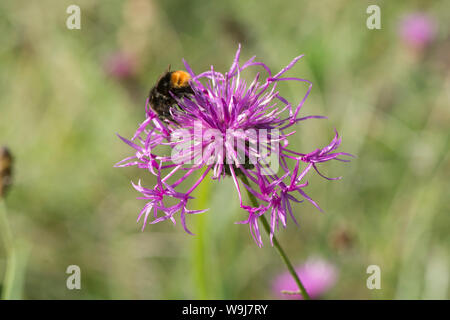 Bumble bee feeding on Greater Knapweed, Centaurea scabiosa, Sussex, August Stock Photo