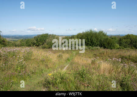 View north over patch of wild flowers from the South Downs Way, near Storington, Sussex, UK, August Stock Photo