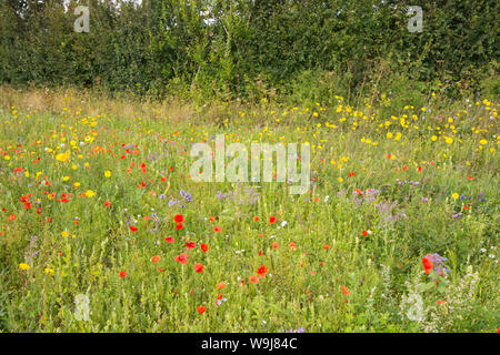 Wild flowers left at field margin to encourage wildlife and insects, on the South Downs, flowers are Sow-thistle, Poppies,  Borage, Blue tansy, UK Stock Photo