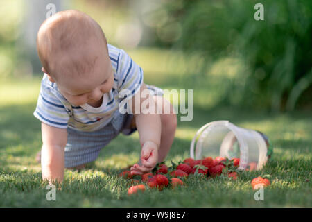 Naughty  boy spread out strawberries on the grass squash them and looks to dirty hands Stock Photo