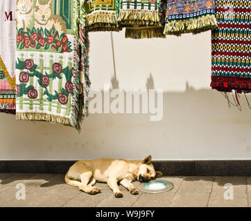 A cute dog is sleeping in the shaddow in the heat of a summer noon Stock Photo