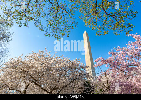 The Washington Monument and cherry blossom trees, Washington D.C., United States of America, North America Stock Photo