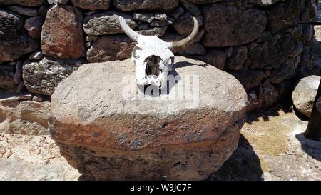 a bull's skull on a large stone Stock Photo