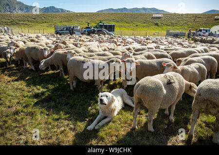 Shepherd dog guarding a flock of sheep Stock Photo