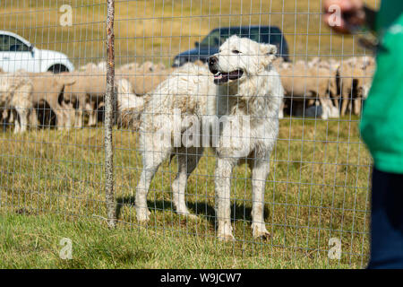 Shepherd dog guarding a flock of sheep Stock Photo