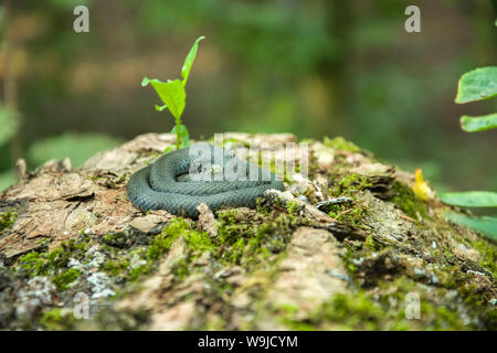 Coiled grass snake lying on a tree trunk covered with green moss Stock Photo