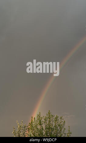Rainbow in the dark grey rainy sky over the tree. Stock Photo