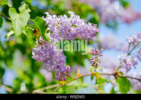 Gemeiner Flieder, Syringa vulgaris, Schweiz Stock Photo
