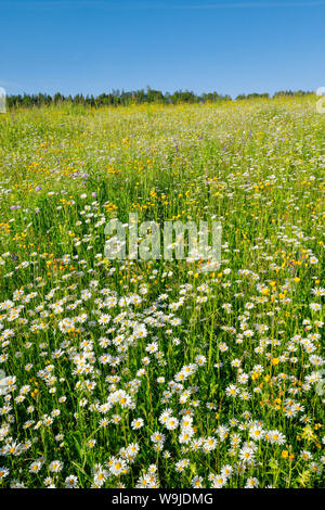 Magerwiese, Zürich Oberland, Schweiz Stock Photo